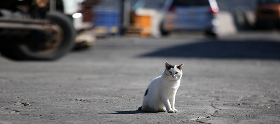 NPO法人 猫と人を繋ぐツキネコ北海道